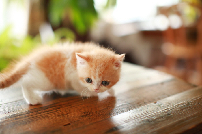 브리티쉬숏헤어 분양합니다