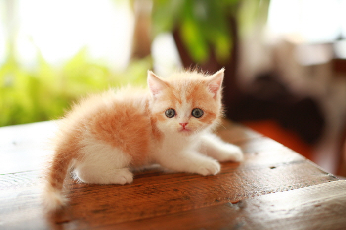 브리티쉬숏헤어 분양합니다