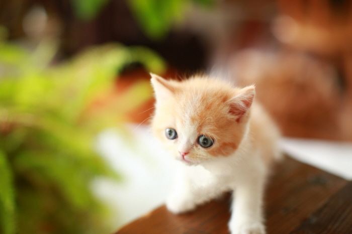 브리티쉬숏헤어 분양합니다