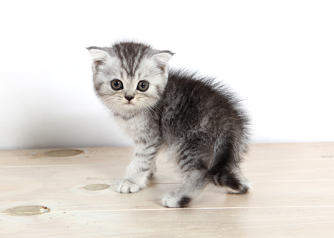 브리티쉬숏헤어 분양합니다