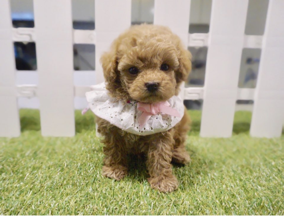 토이푸들 분양합니다