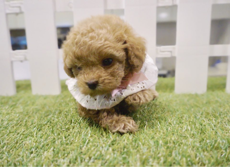 토이푸들 분양합니다