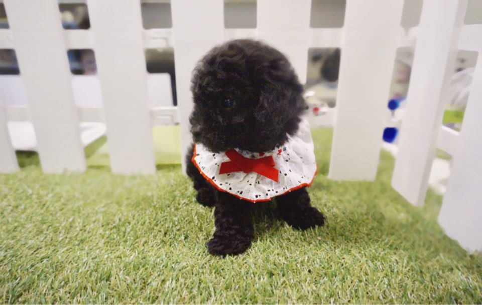 토이푸들 분양합니다