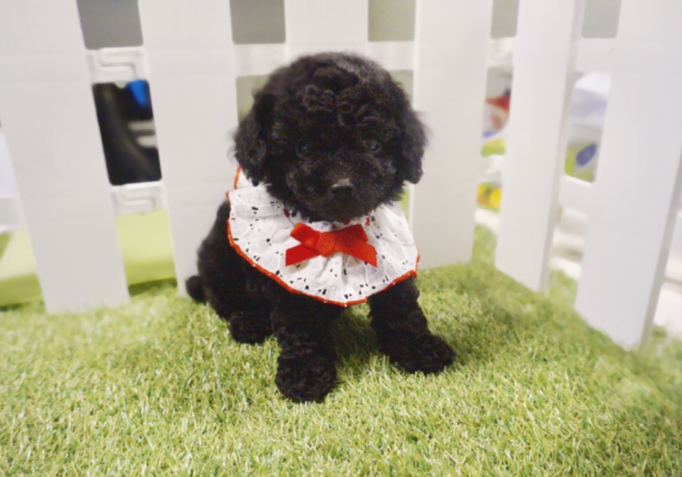 토이푸들 분양합니다