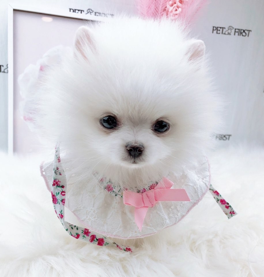 포메라니안 분양합니다