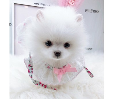 포메라니안 분양합니다