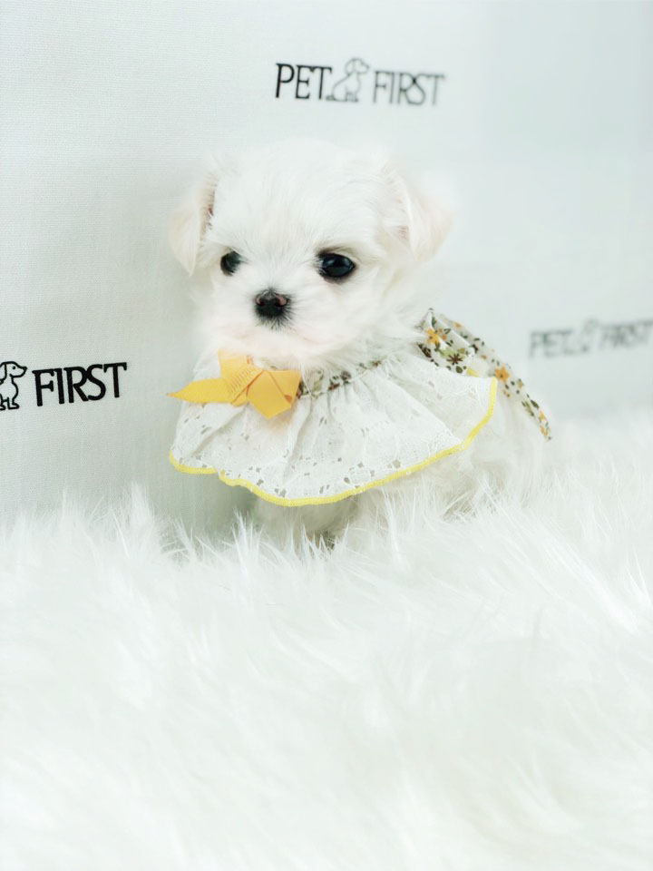 말티즈 분양합니다