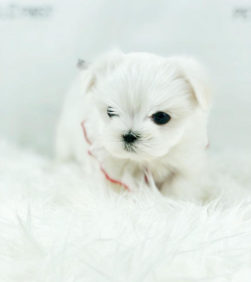 말티즈 분양합니다