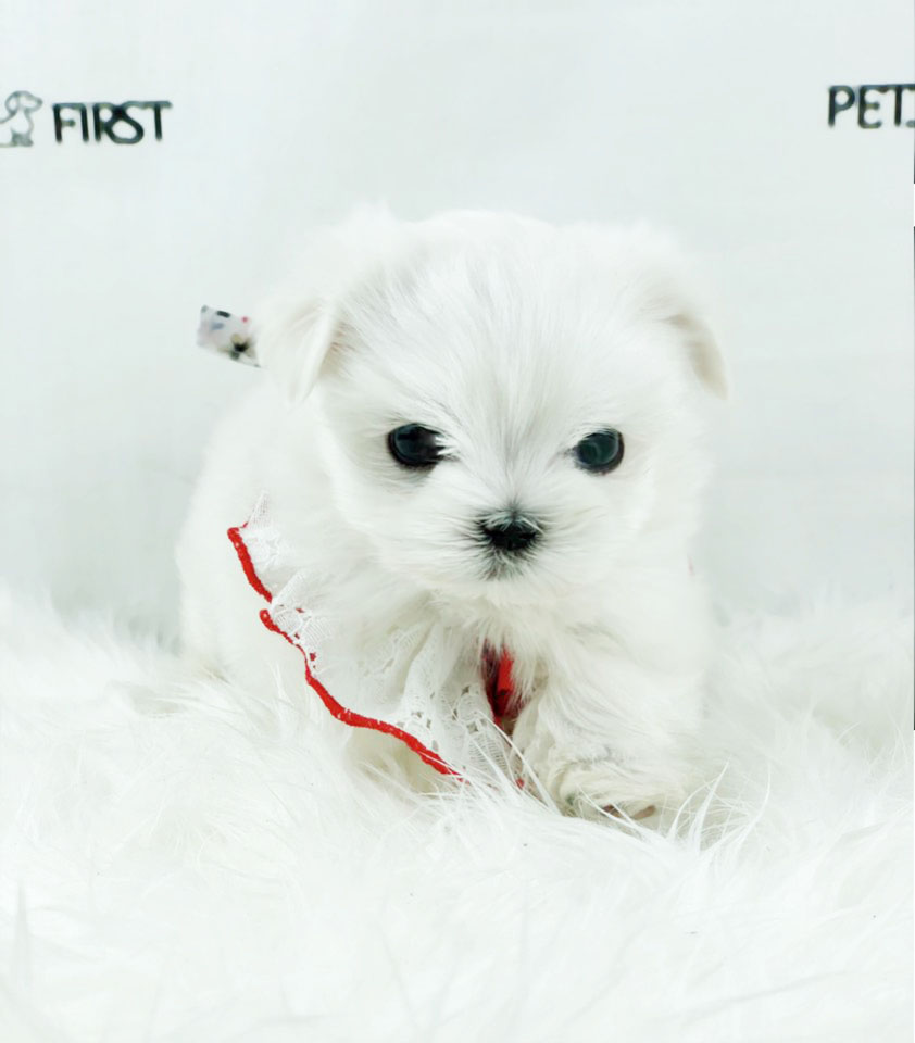 말티즈 분양합니다