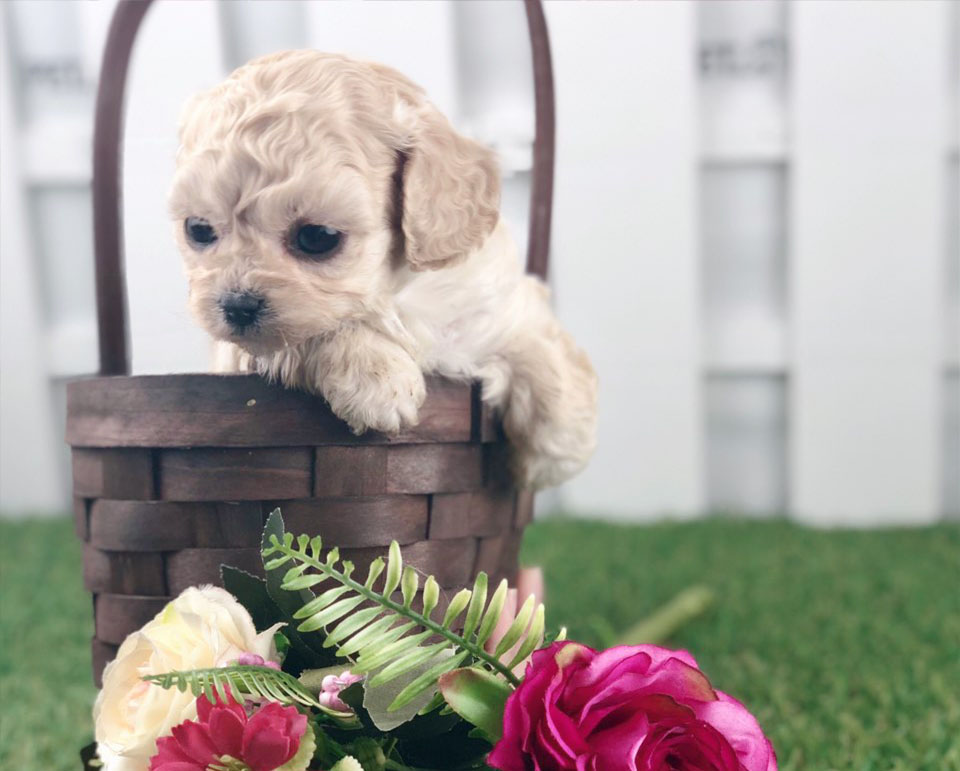 토이푸들 분양합니다