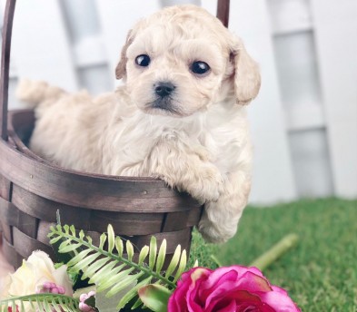 토이푸들 분양합니다