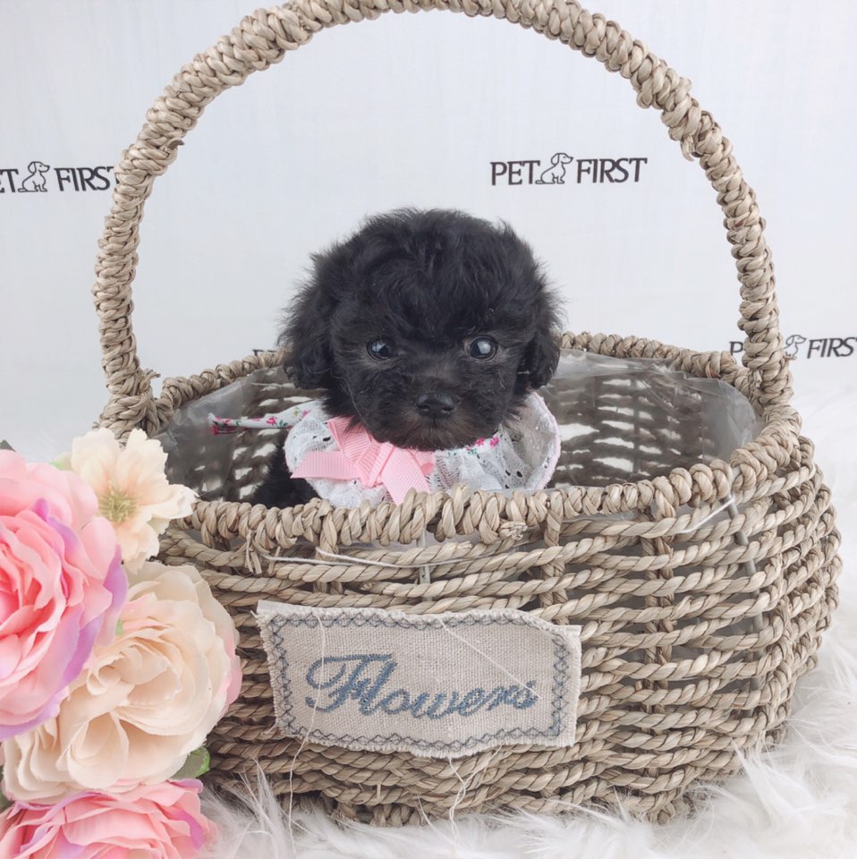 토이푸들 분양합니다