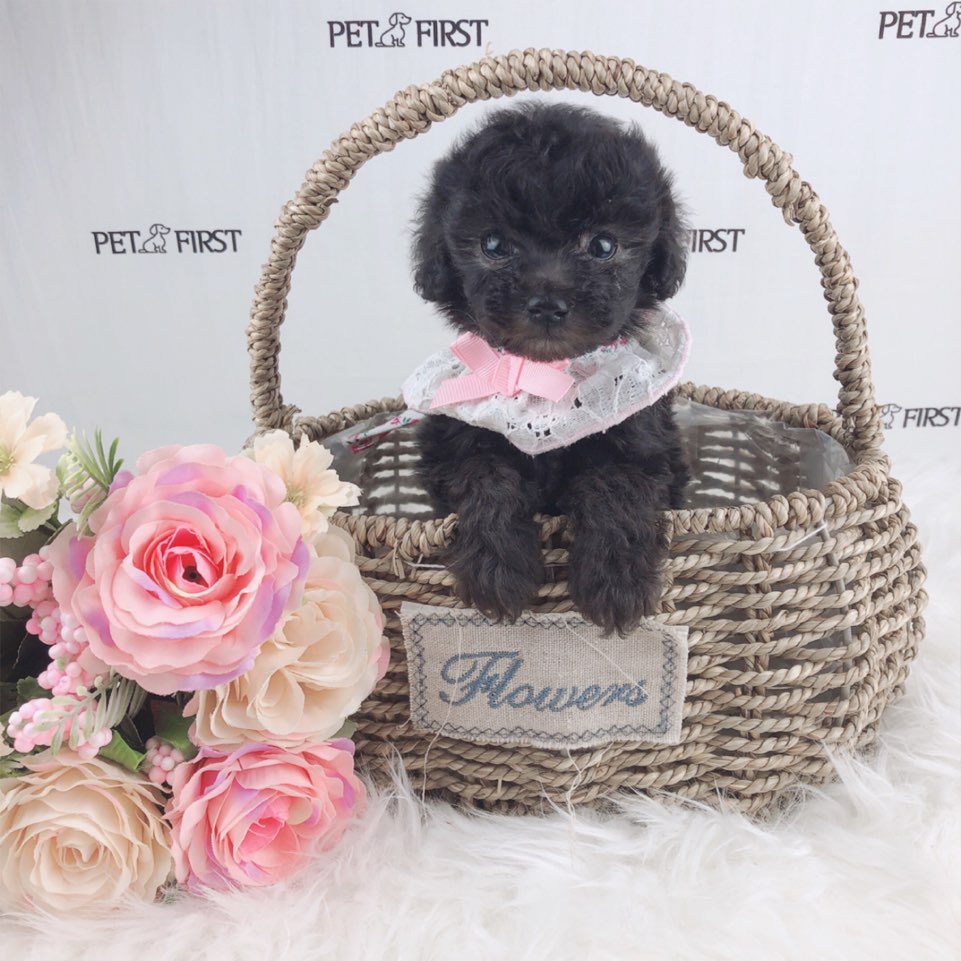 토이푸들 분양합니다