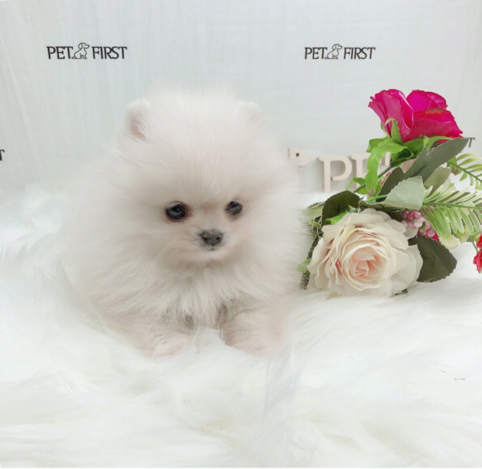 포메라니안 분양합니다