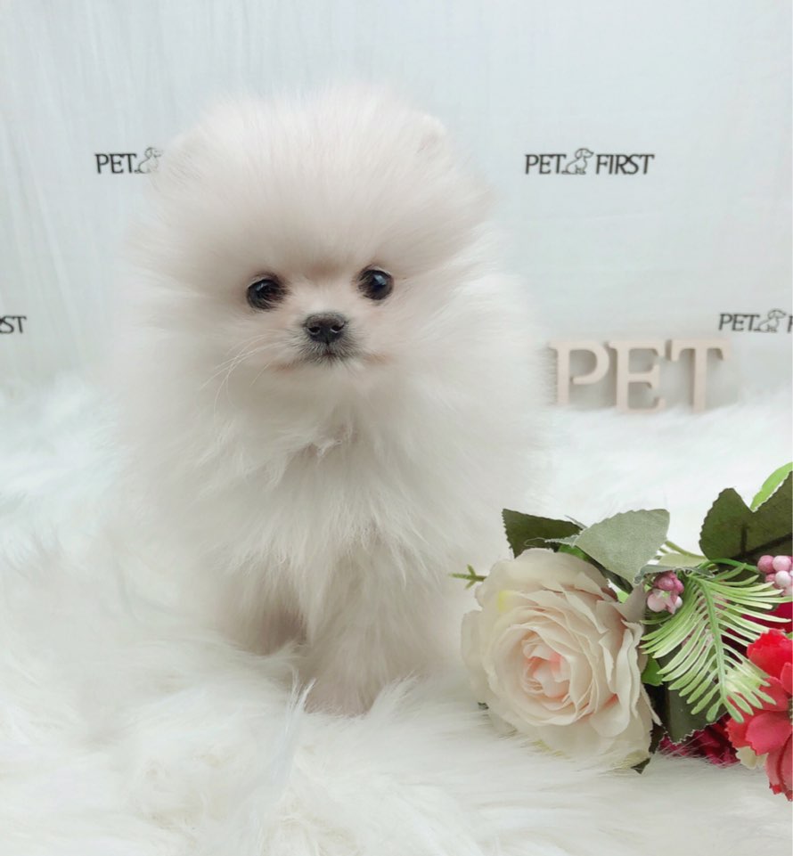 포메라니안 분양합니다