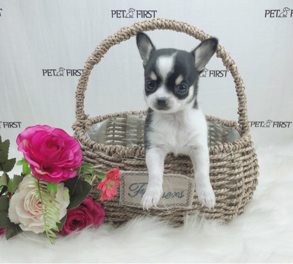 치와와 분양합니다