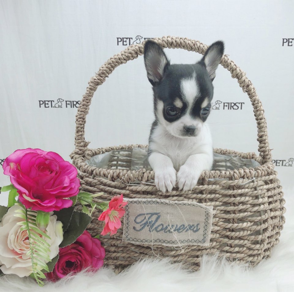 치와와 분양합니다