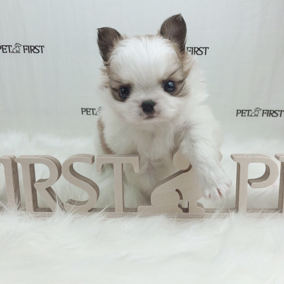 치와와 분양합니다