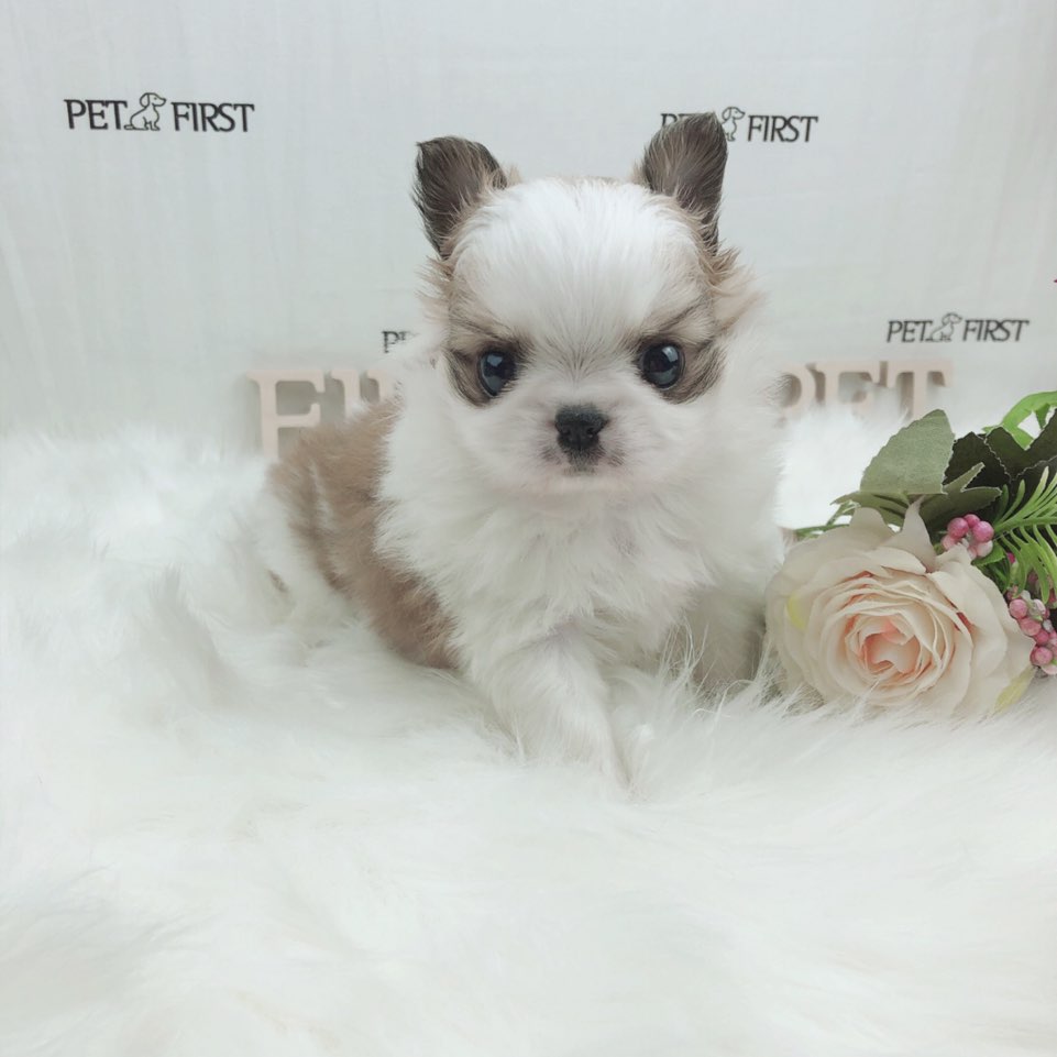 치와와 분양합니다