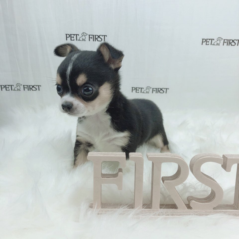 치와와 분양합니다