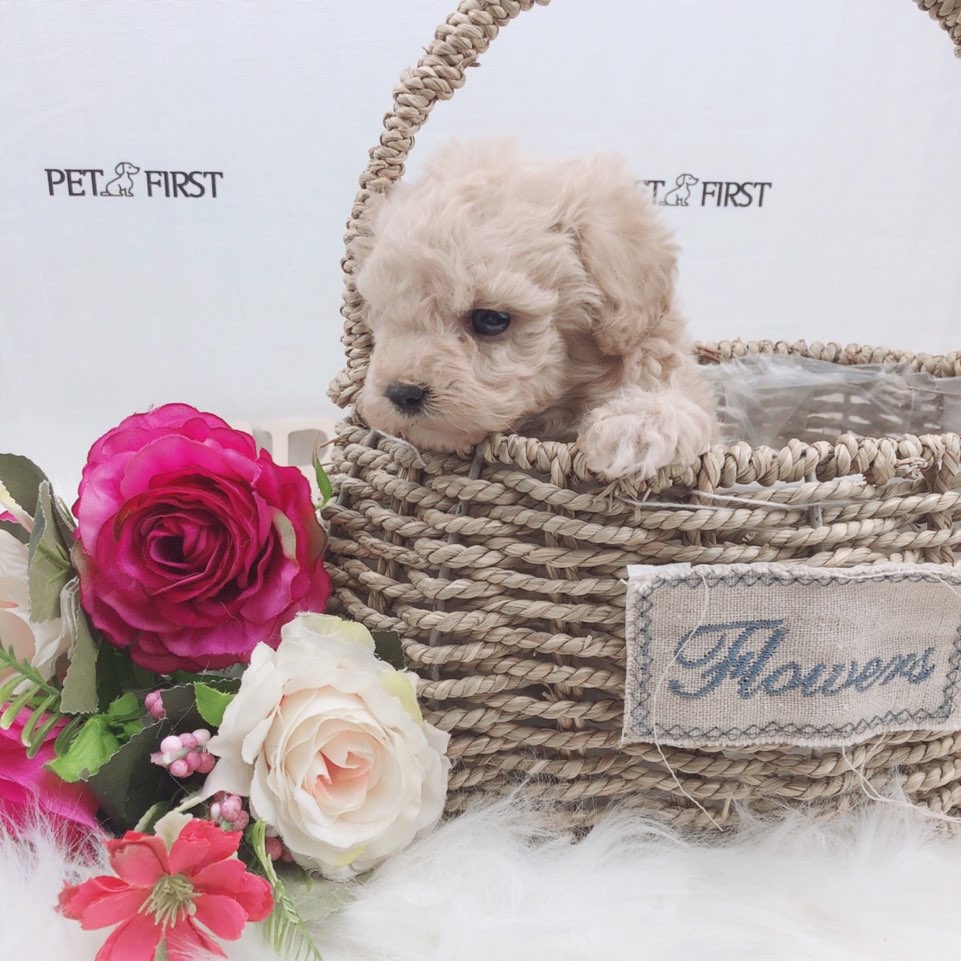 토이푸들 분양합니다