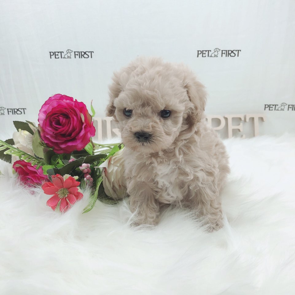 토이푸들 분양합니다