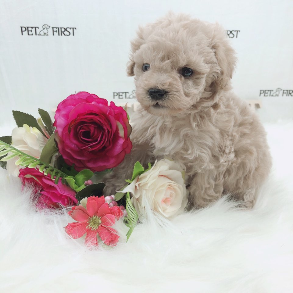 토이푸들 분양합니다