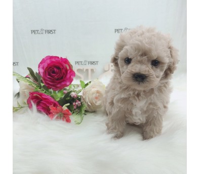 토이푸들 분양합니다