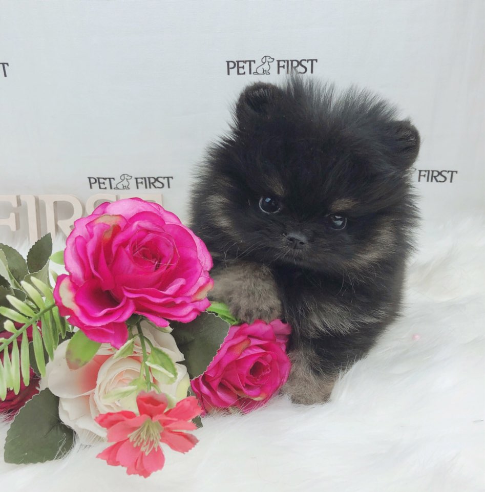 포메라니안 분양합니다