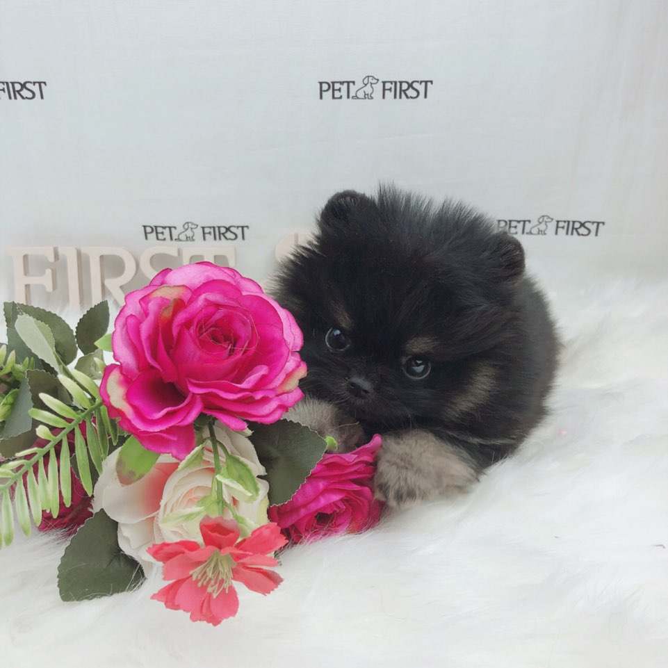 포메라니안 분양합니다