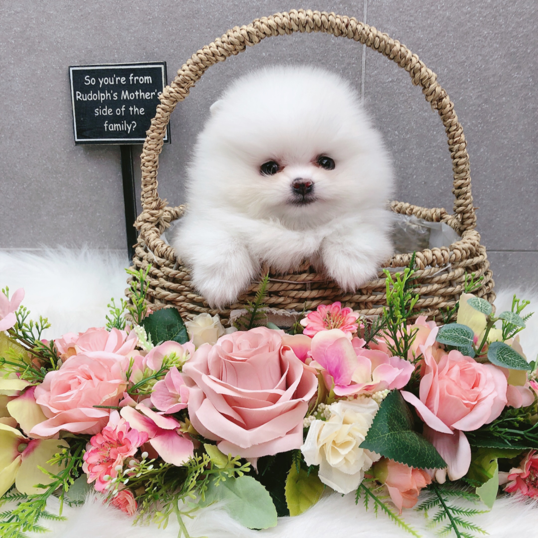 포메라니안 분양합니다