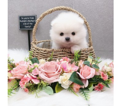 포메라니안 분양합니다