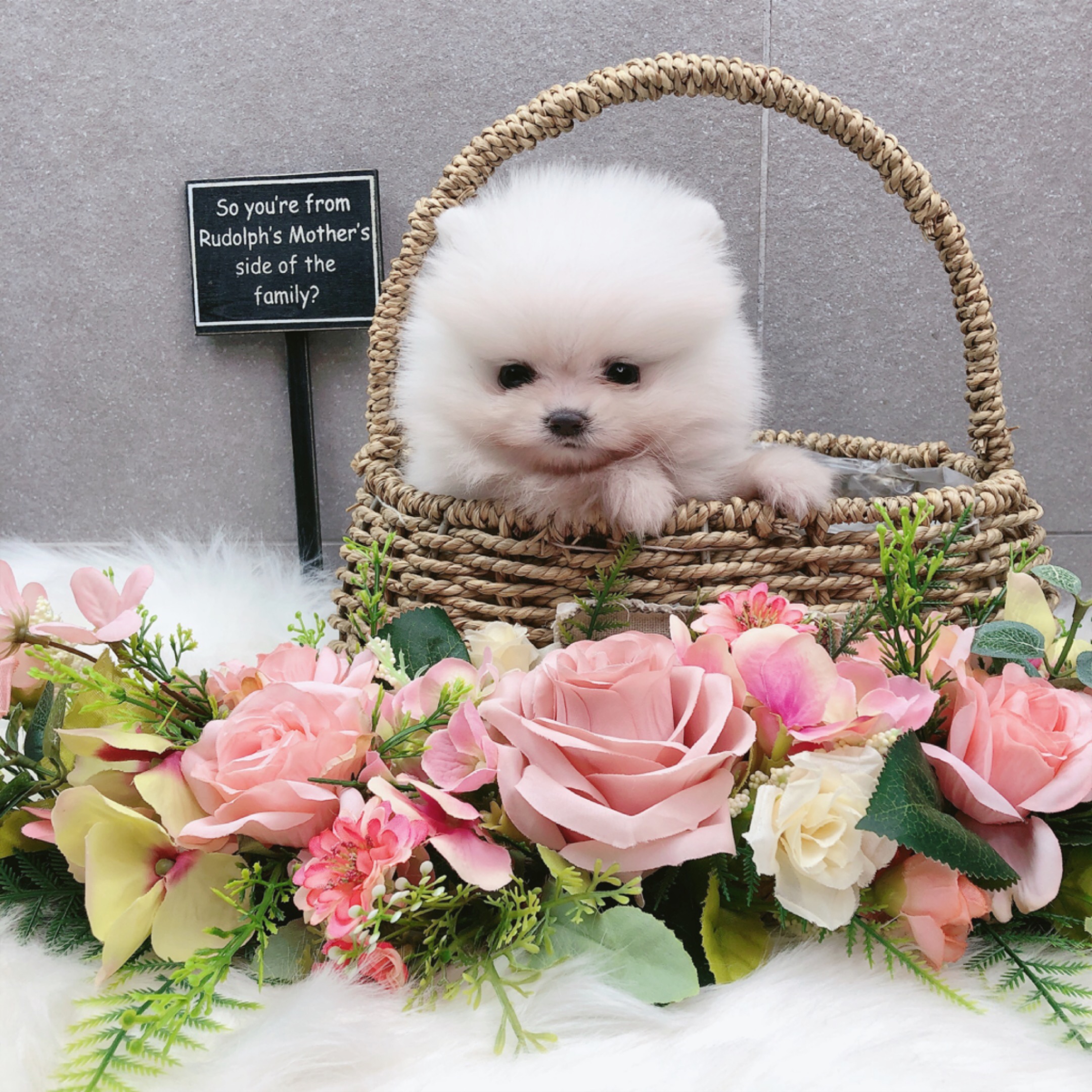 포메라니안 분양합니다