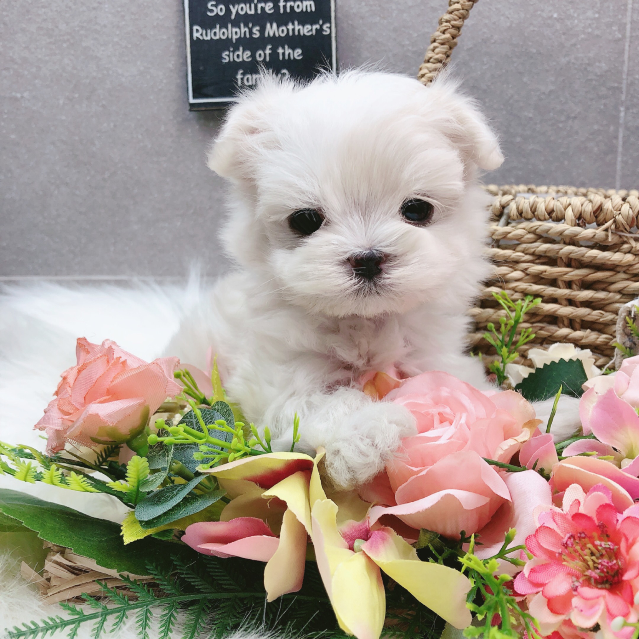 말티즈 분양합니다