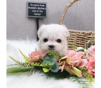 말티즈 분양합니다