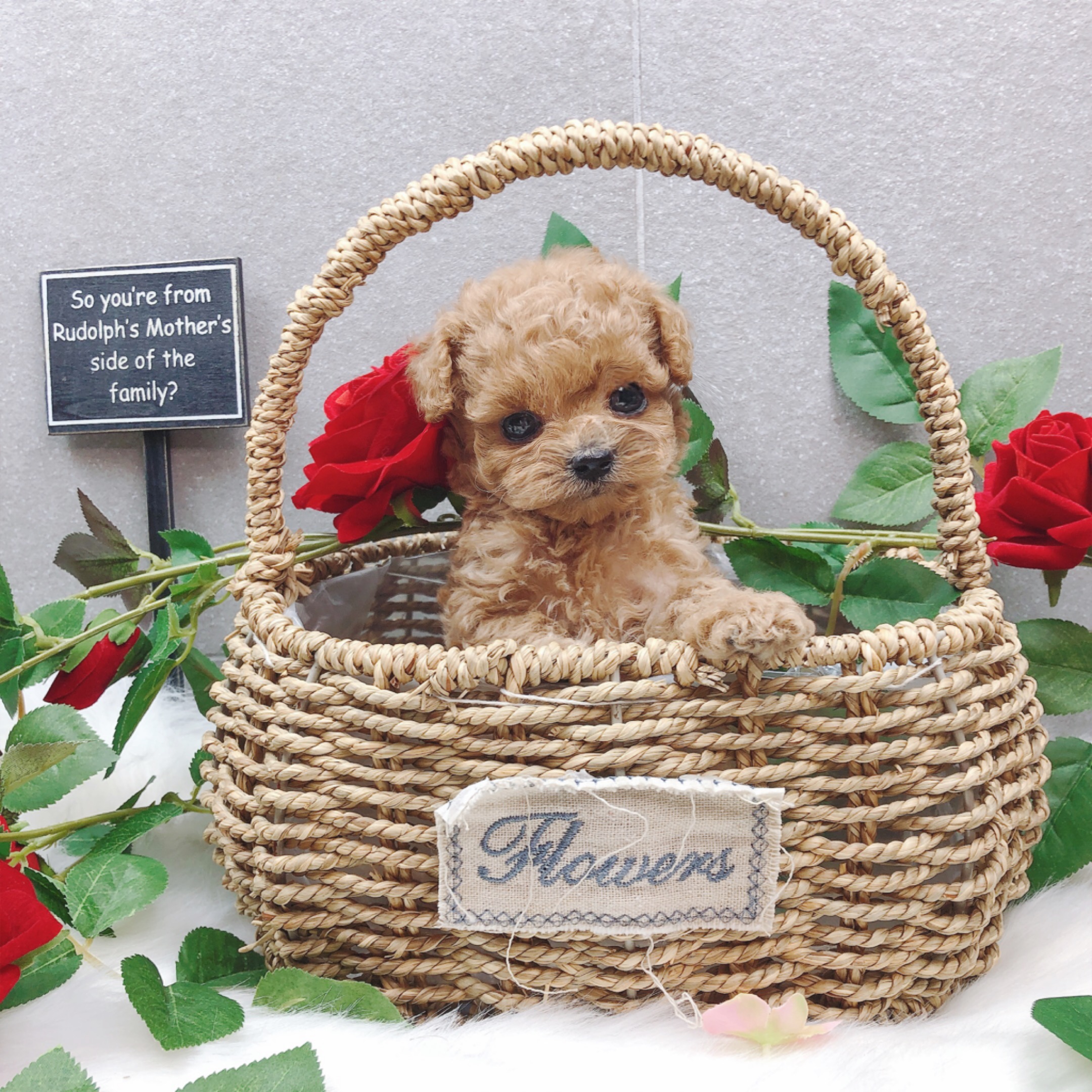 토이푸들 분양합니다