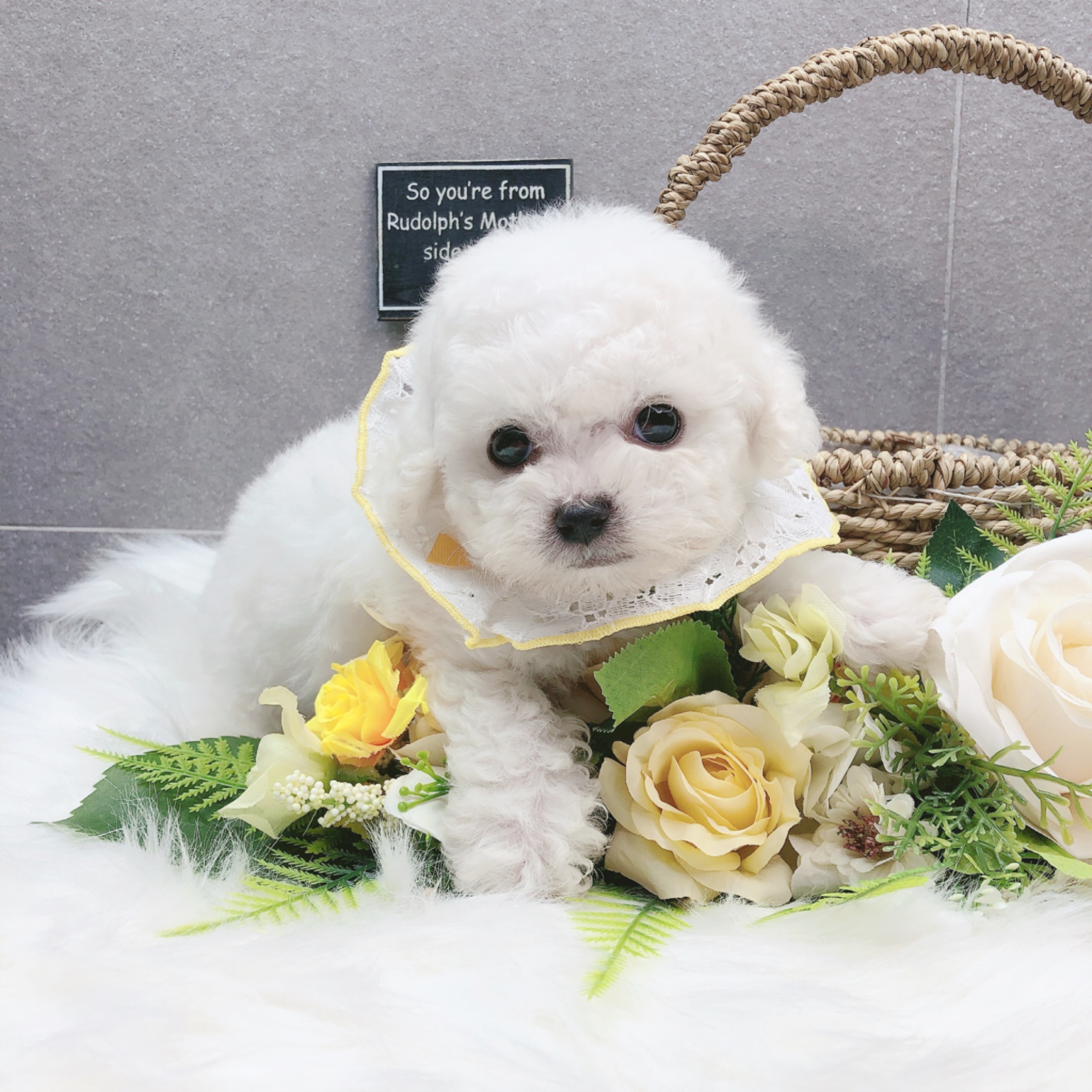 미니비숑 분양합니다