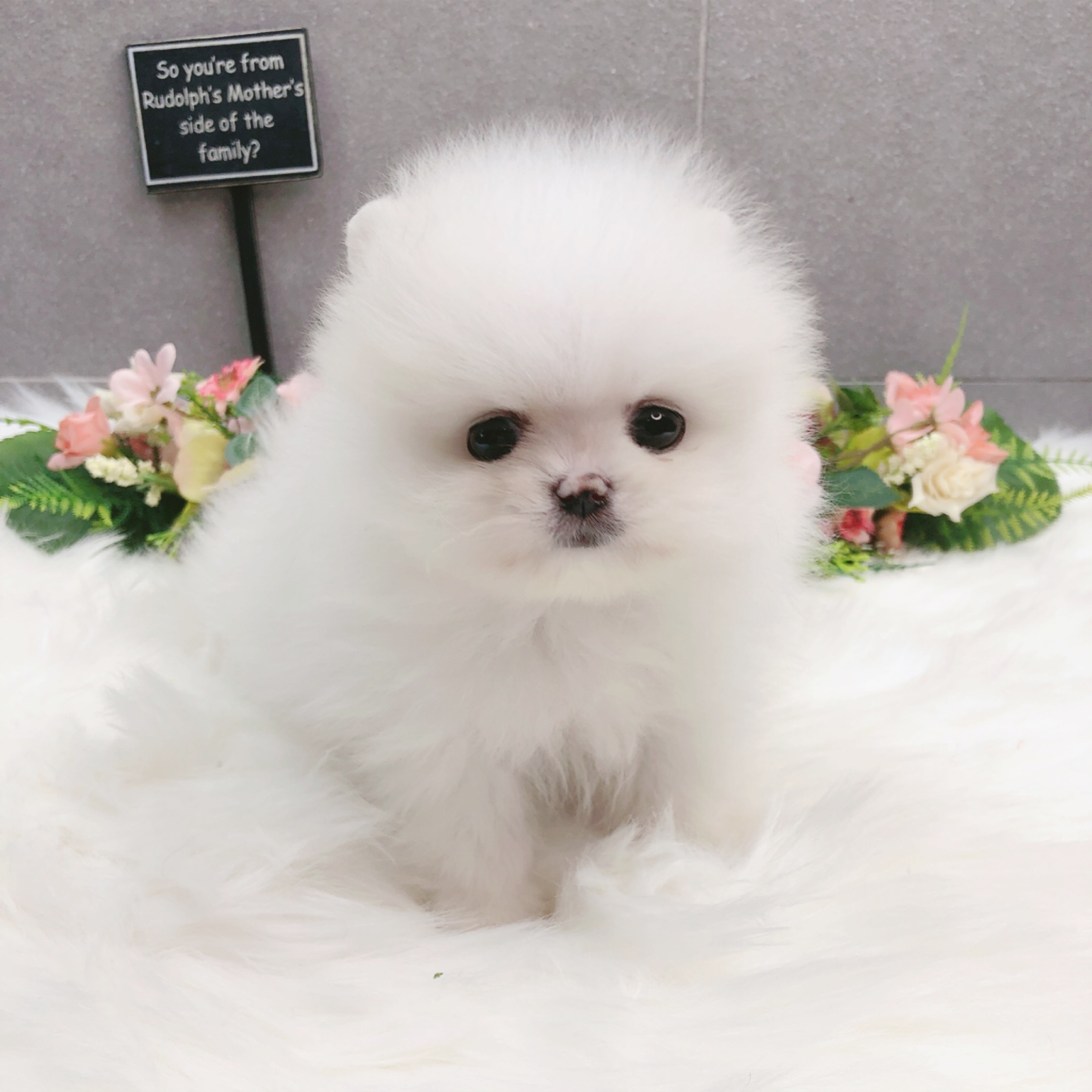 포메라니안 분양합니다