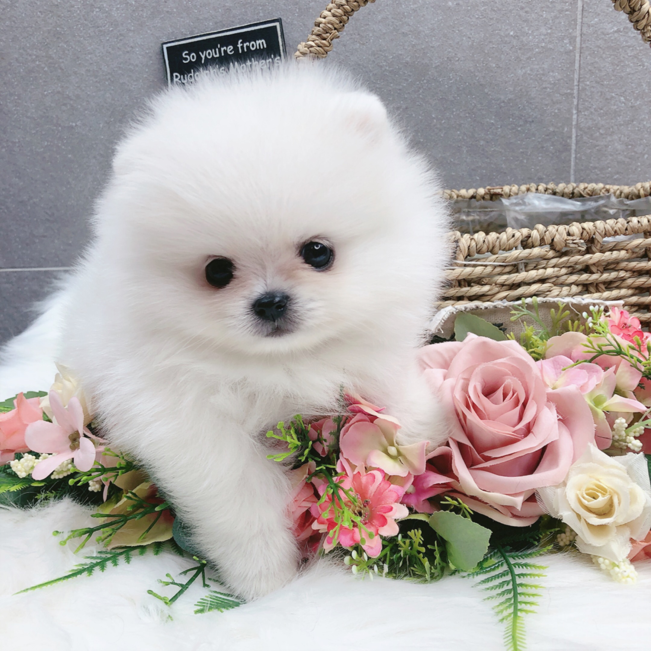 포메라니안 분양합니다