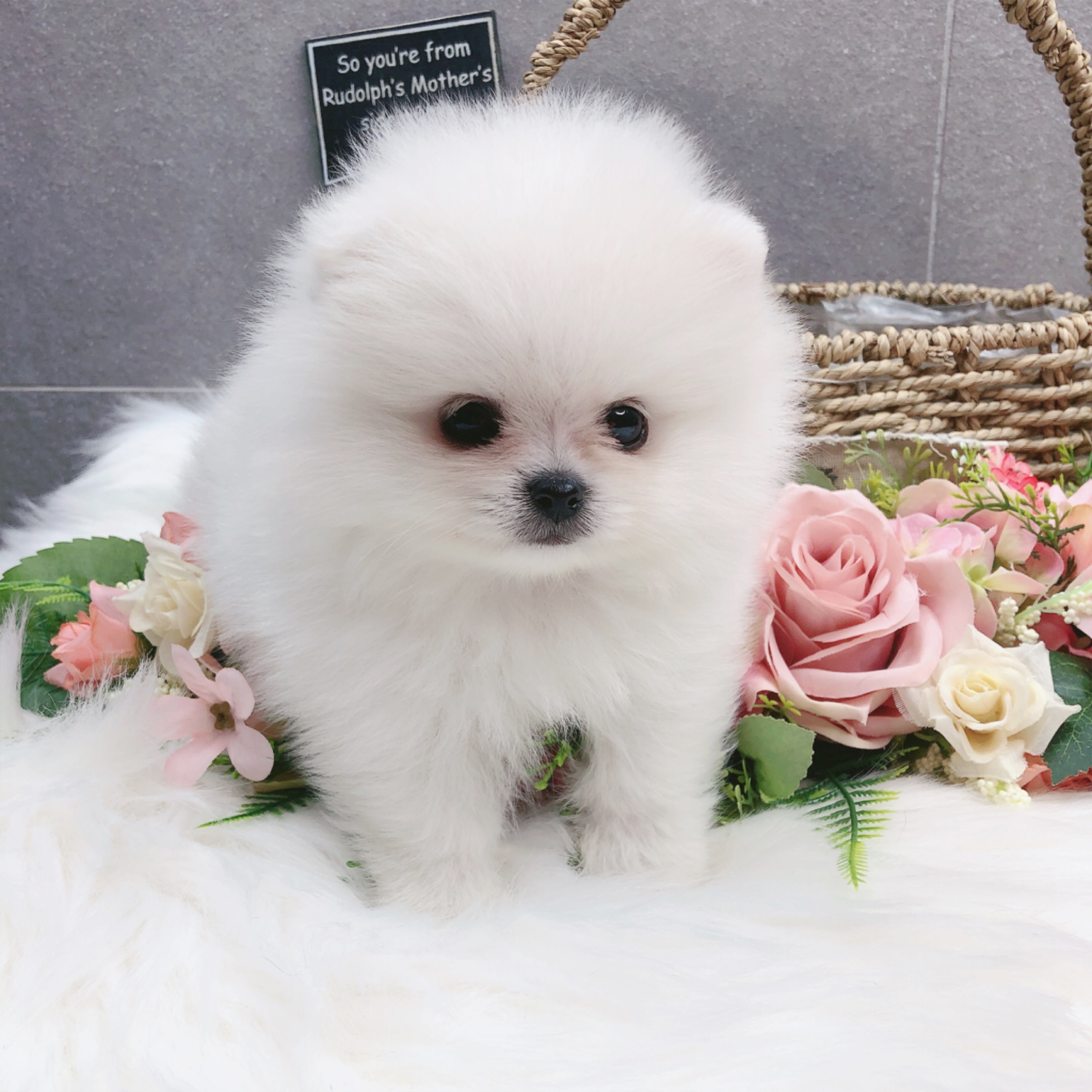 포메라니안 분양합니다