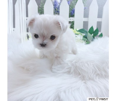 말티즈 분양합니다