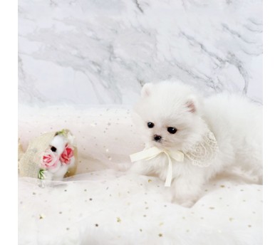 포메라니안 분양합니다