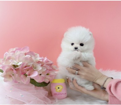 포메라니안 분양합니다