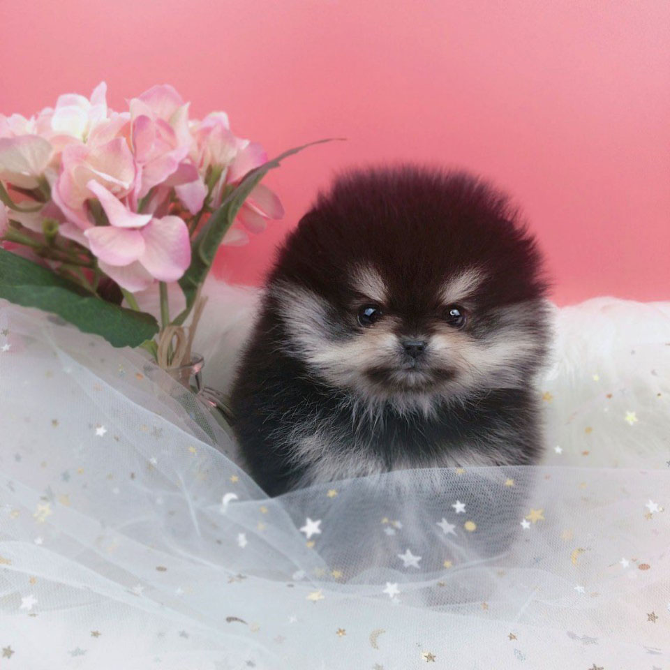 포메라니안 분양합니다