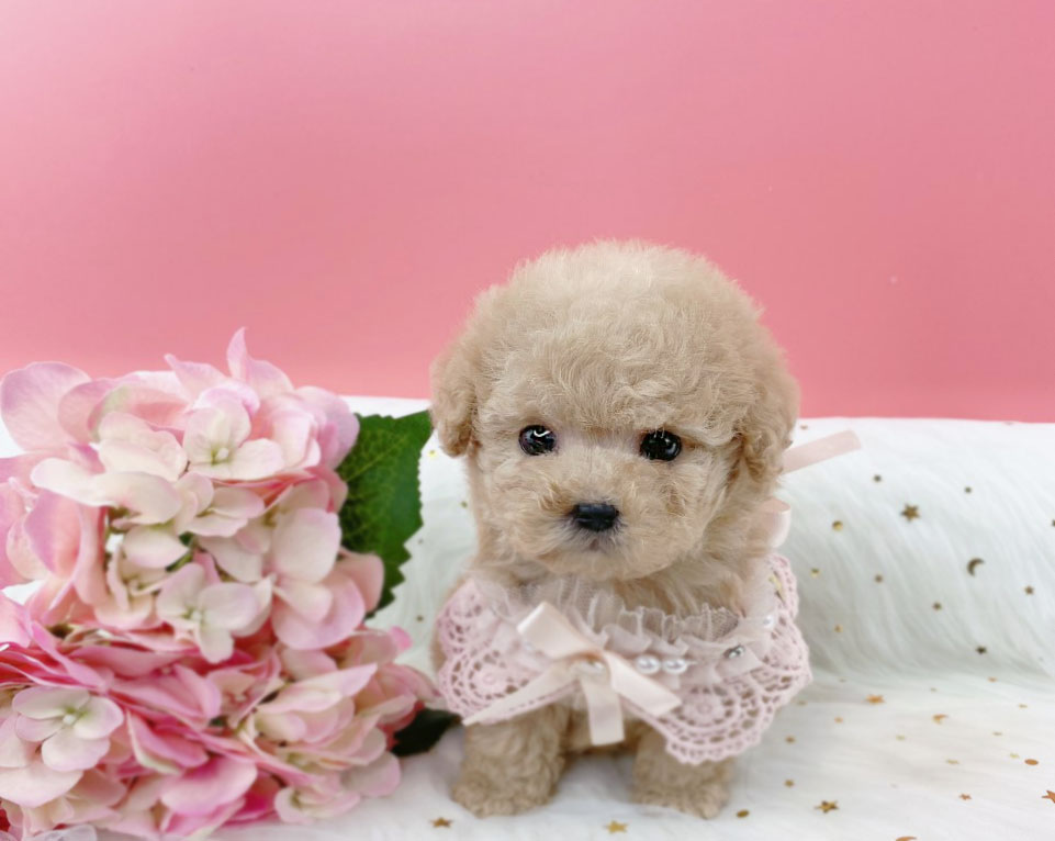 토이푸들 분양합니다