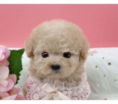 토이푸들 분양합니다