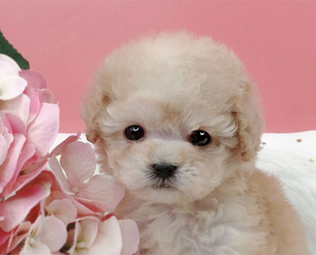 토이푸들 분양합니다