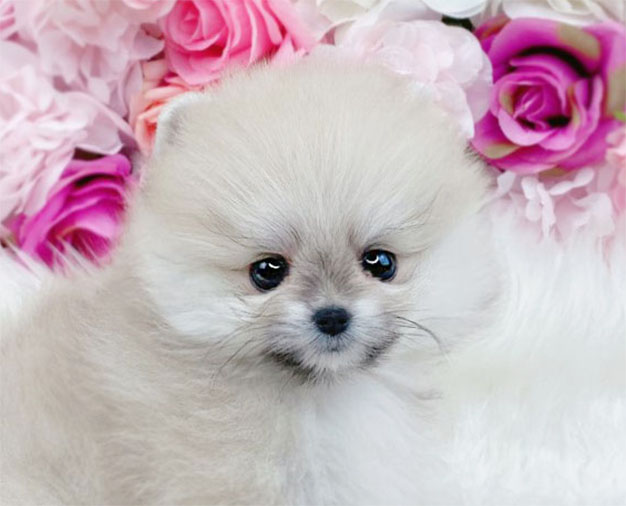 포메라니안 분양합니다