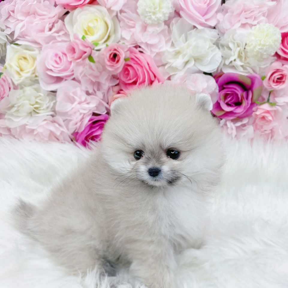 포메라니안 분양합니다