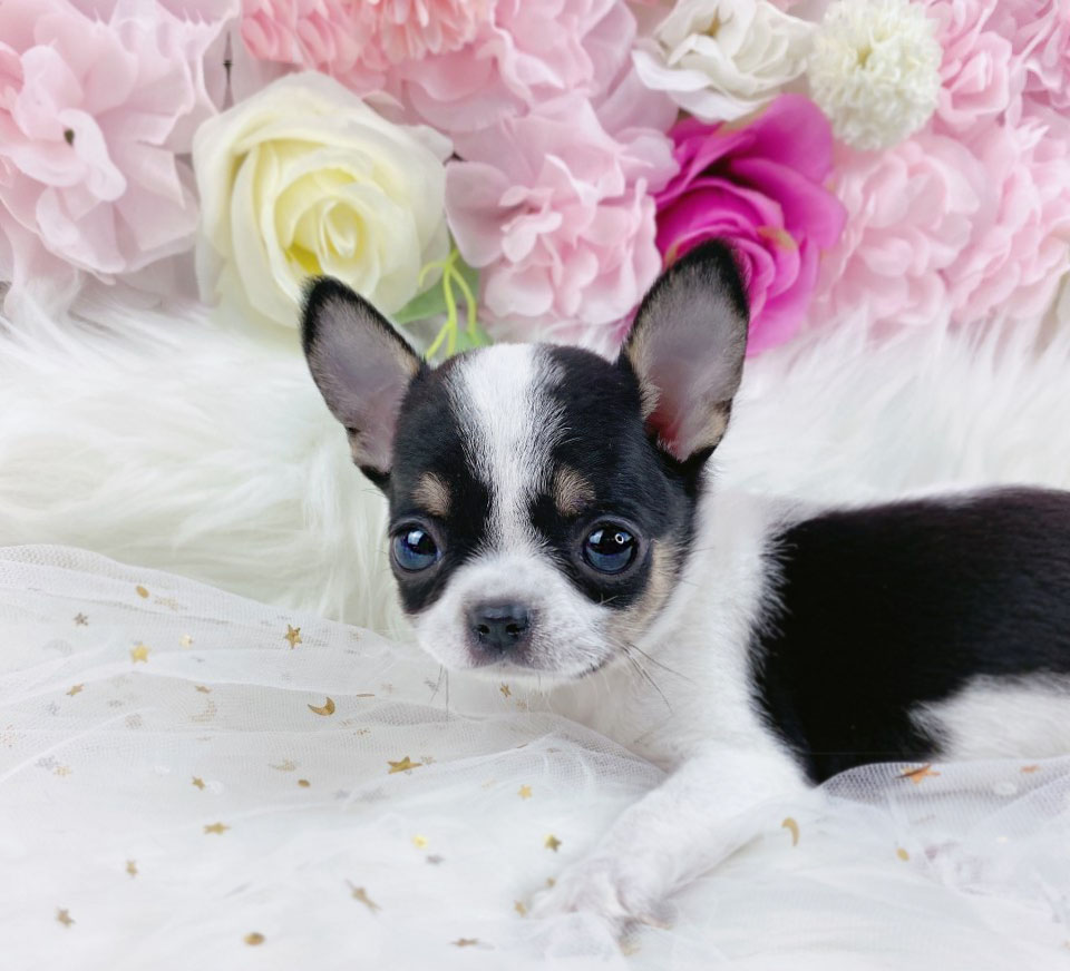 치와와 분양합니다